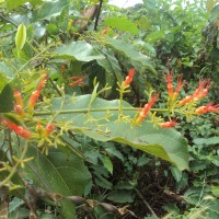 Combretum paniculatum Vent.